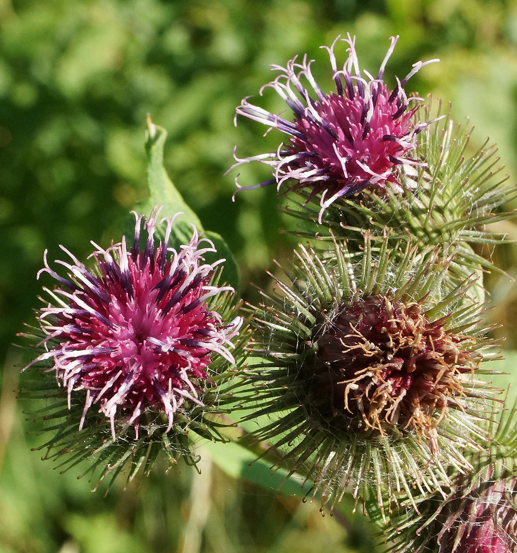 Изображение особи Arctium tomentosum.