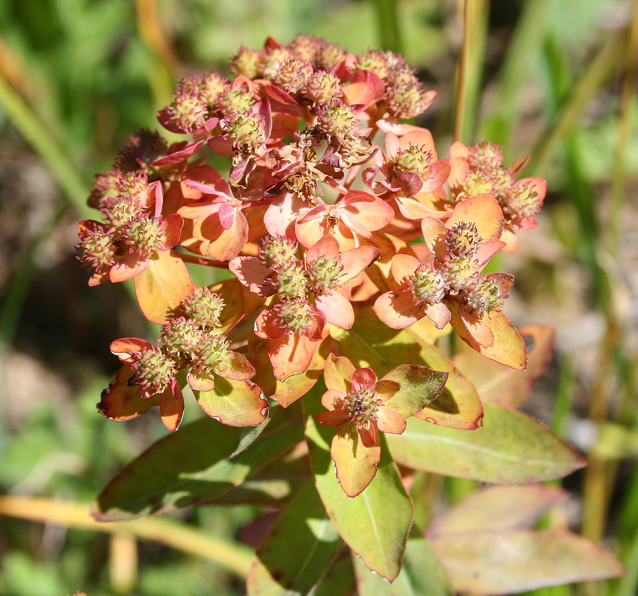 Изображение особи Euphorbia pilosa.