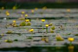 Nuphar lutea