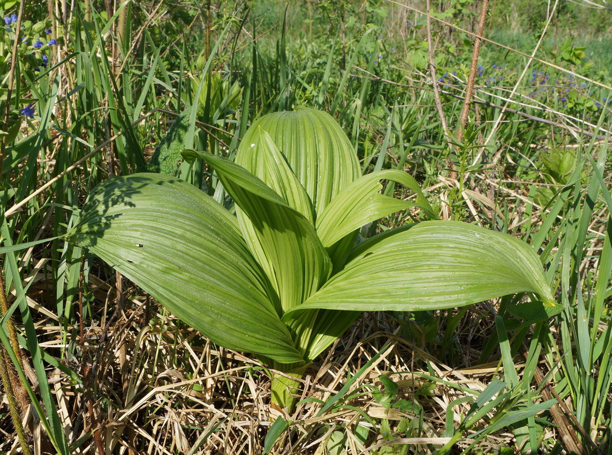 Изображение особи Veratrum nigrum.