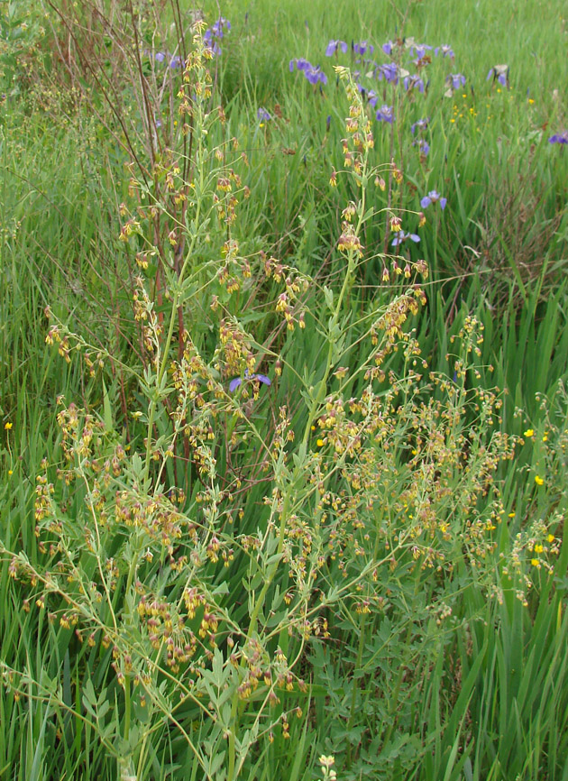 Image of Thalictrum simplex specimen.