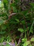 Calypso bulbosa. Плодоносящее растение. Свердловская обл., окр. г. Североуральск, травяно-моховой сосняк с елью на известняках. 12.06.2007.