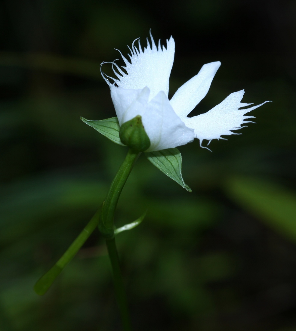 Image of Habenaria radiata specimen.