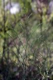 Limonium reniforme. Верхушка вегетирующего растения. Южный Казахстан, левый берег Сыр-Дарьи в 10 км выше Сюткента. 29.04.2015.