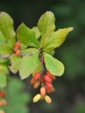 Berberis amurensis