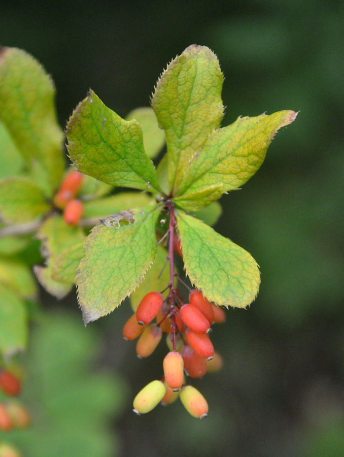 Изображение особи Berberis amurensis.