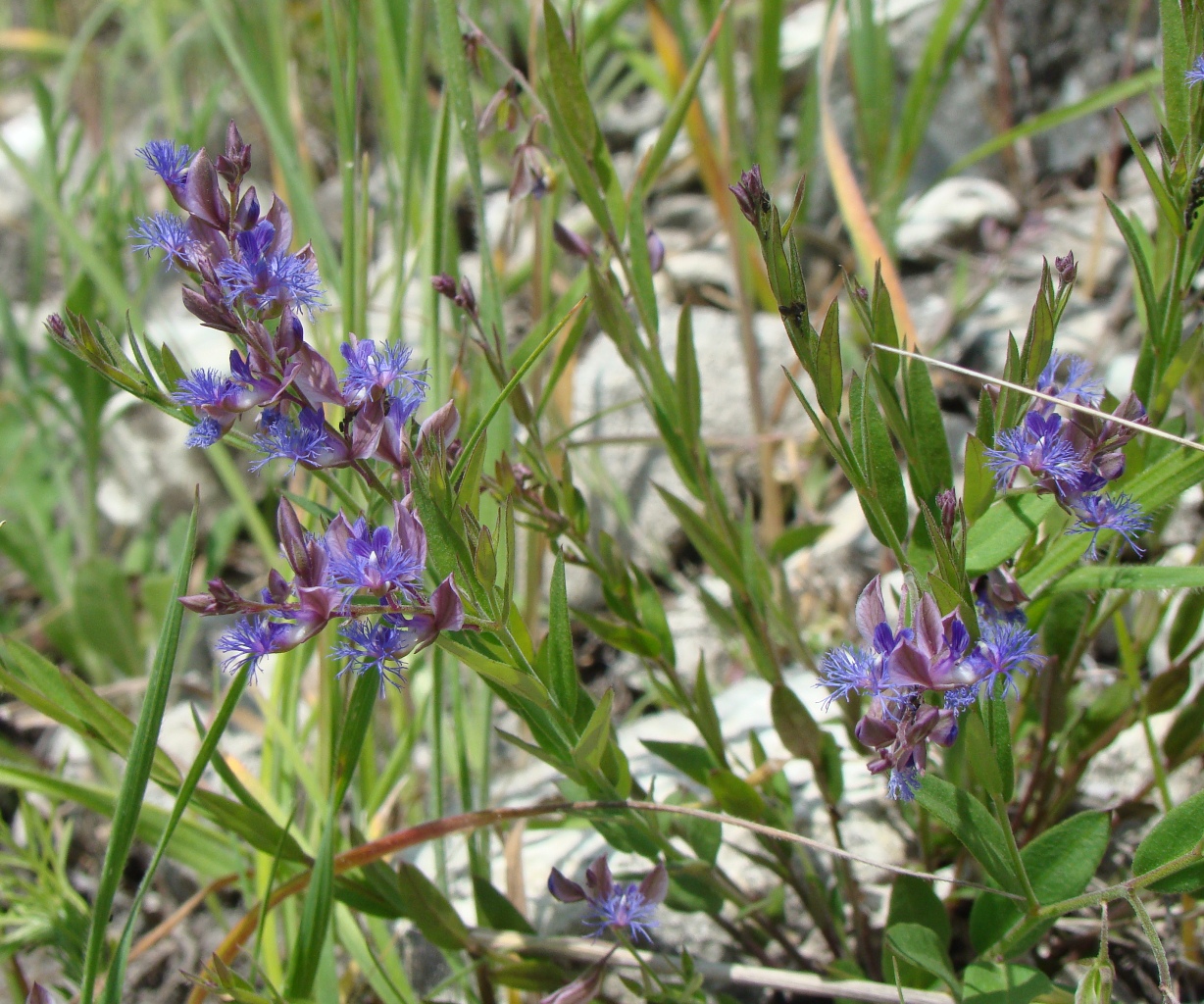 Image of Polygala sibirica specimen.