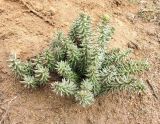 Pseudosedum lievenii. Растение с бутонами. Казахстан, Актюбинская обл., песчаная полупустыня. 24.04.2006.