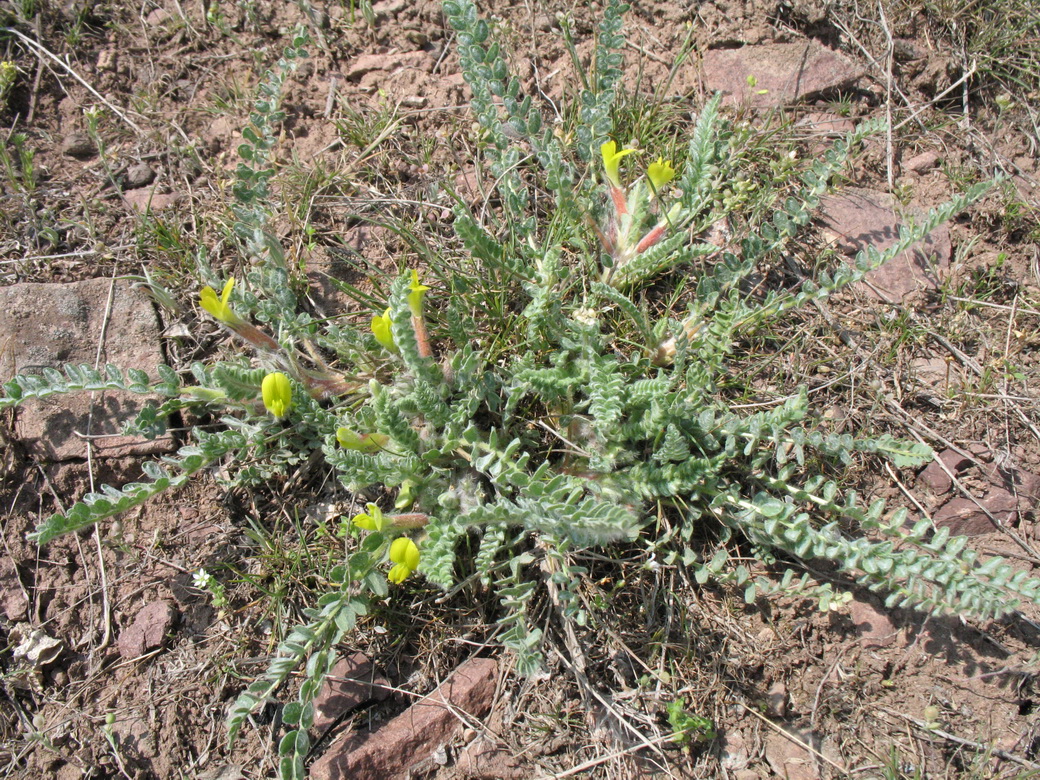 Изображение особи Astragalus mucidus.