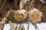 Echinocystis lobata. Остатки прошлогодних плодов. Средний Урал, Пермский край, Кунгурский р-н, правый берег р. Сылва, подножие камня Ермак. 9 апреля 2016 г.