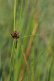 Bolboschoenus maritimus