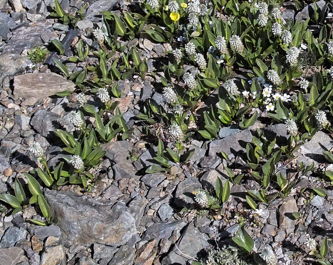 Изображение особи Lagotis integrifolia.