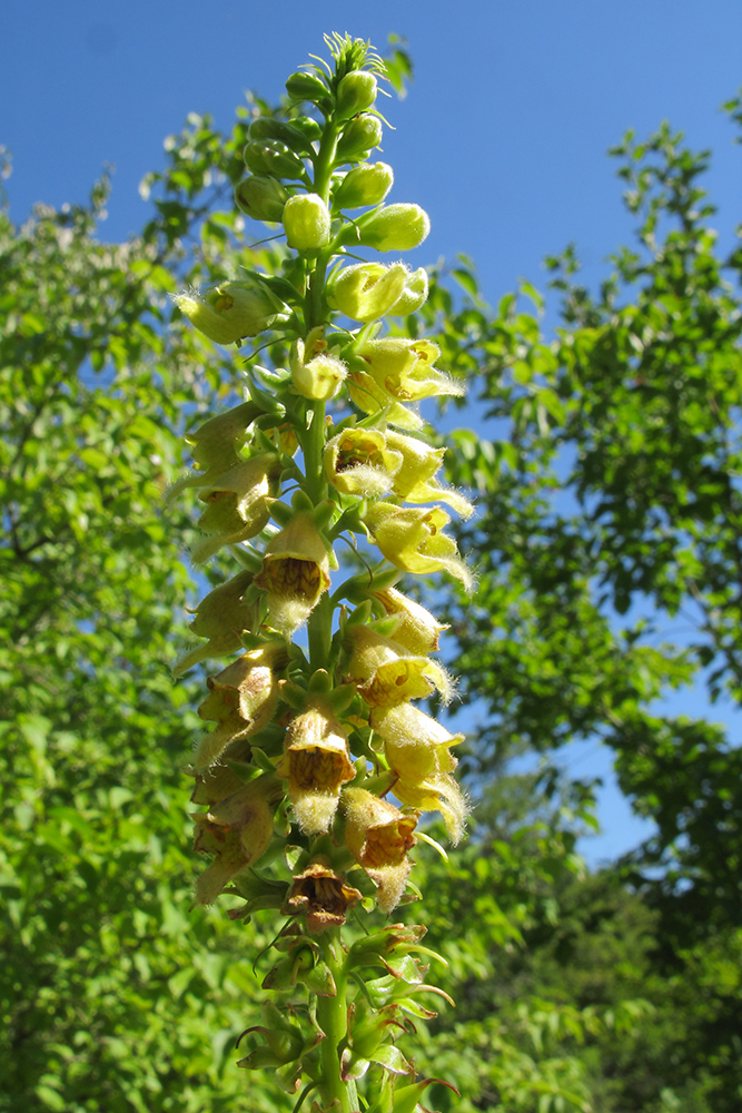 Изображение особи Digitalis schischkinii.