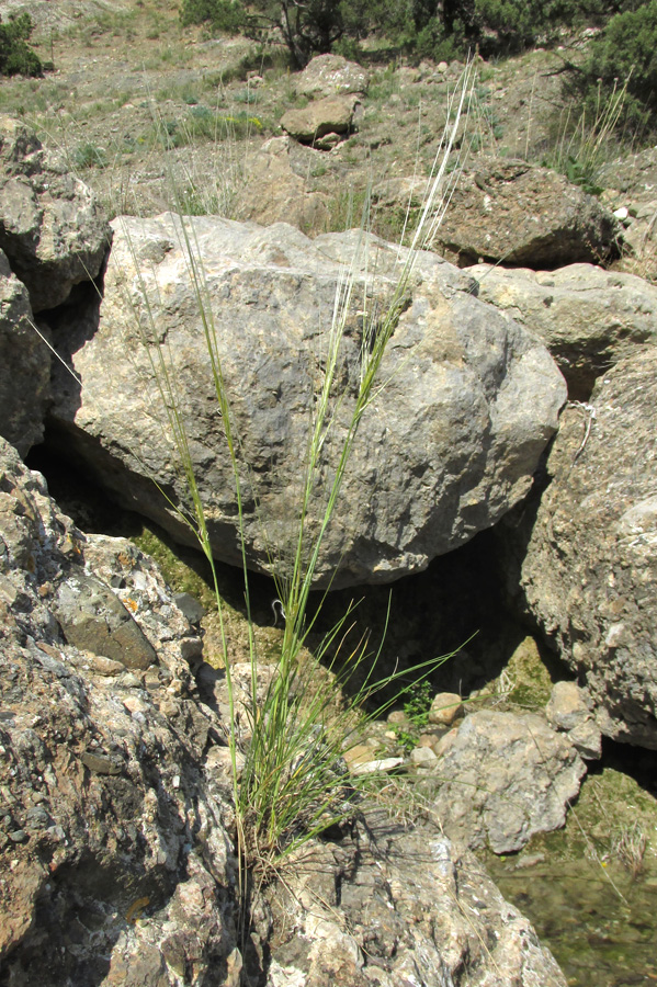 Image of Stipa lithophila specimen.