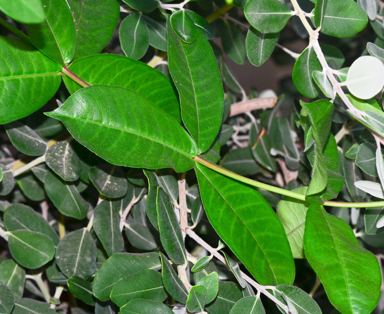 Image of Allamanda blanchetii specimen.