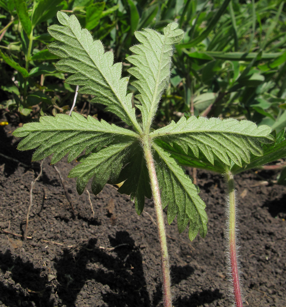 Image of Potentilla caucasica specimen.