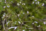 Sherardia arvensis