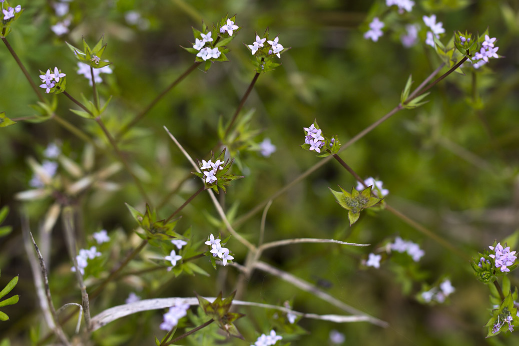 Image of Sherardia arvensis specimen.