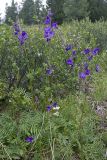 Polemonium caeruleum