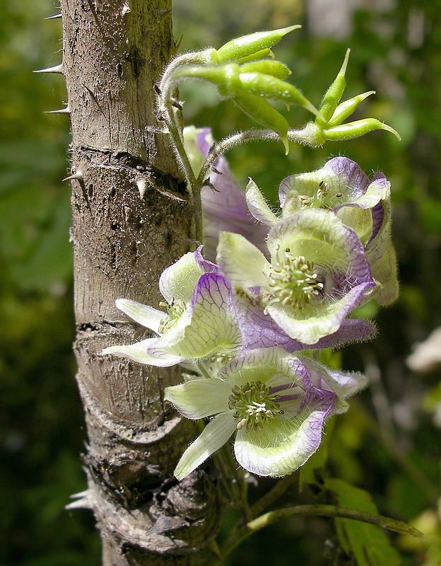 Image of Aconitum stoloniferum specimen.