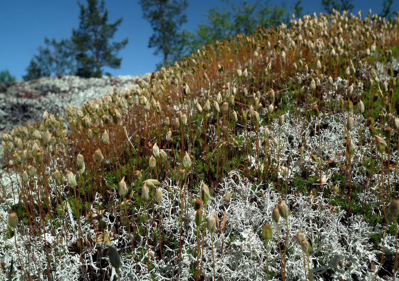 Изображение особи Polytrichum strictum.