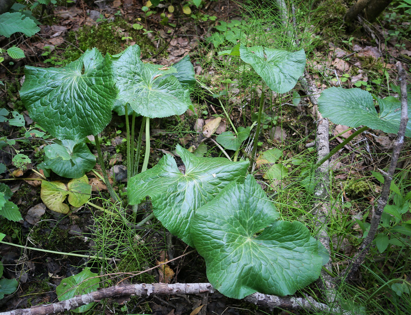 Image of Caltha palustris specimen.
