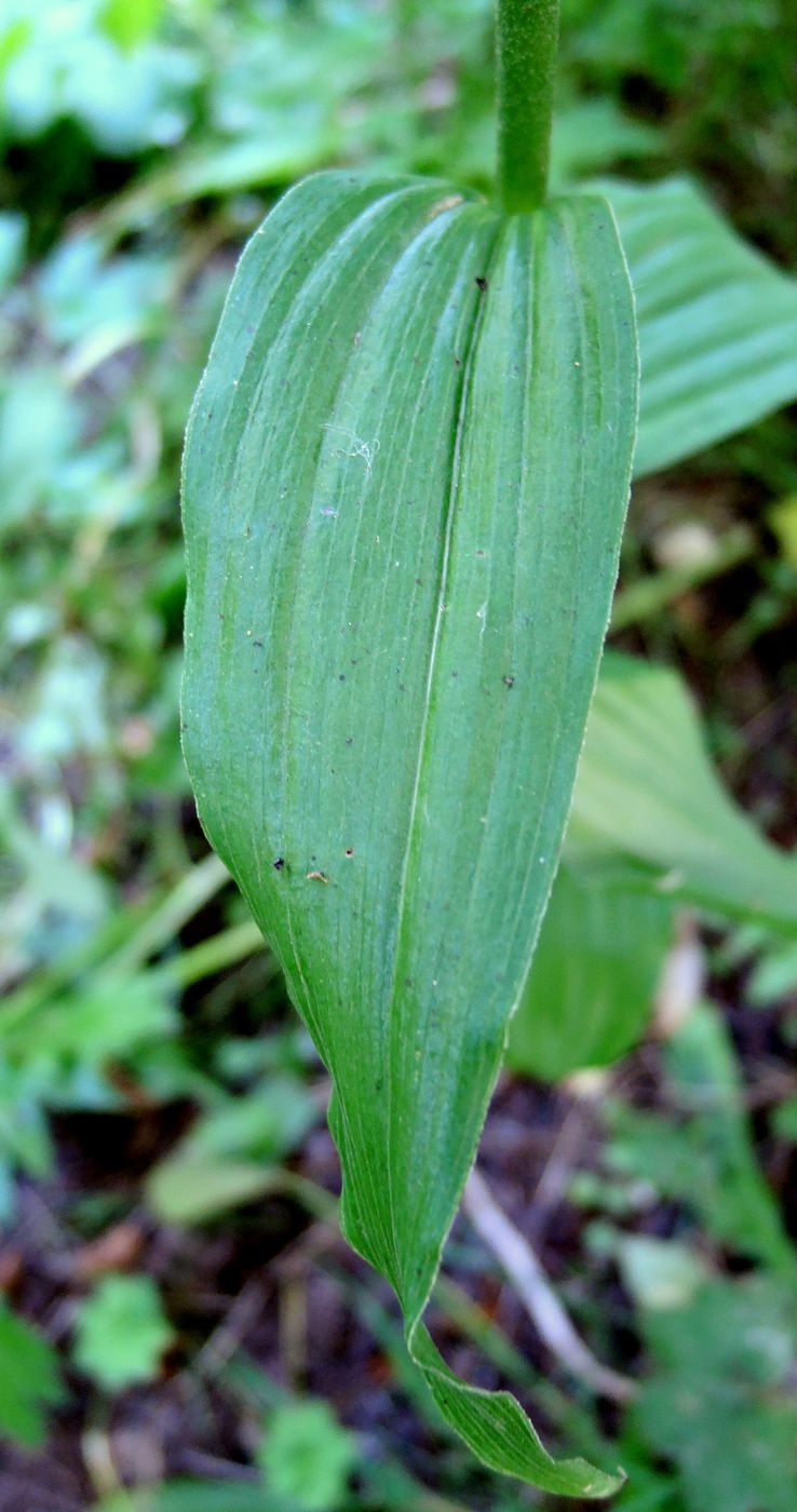 Изображение особи Epipactis helleborine.