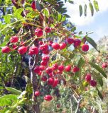 Sorbus tianschanica