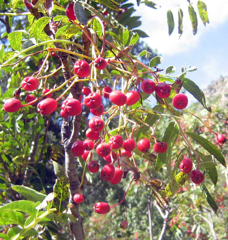 Image of Sorbus tianschanica specimen.