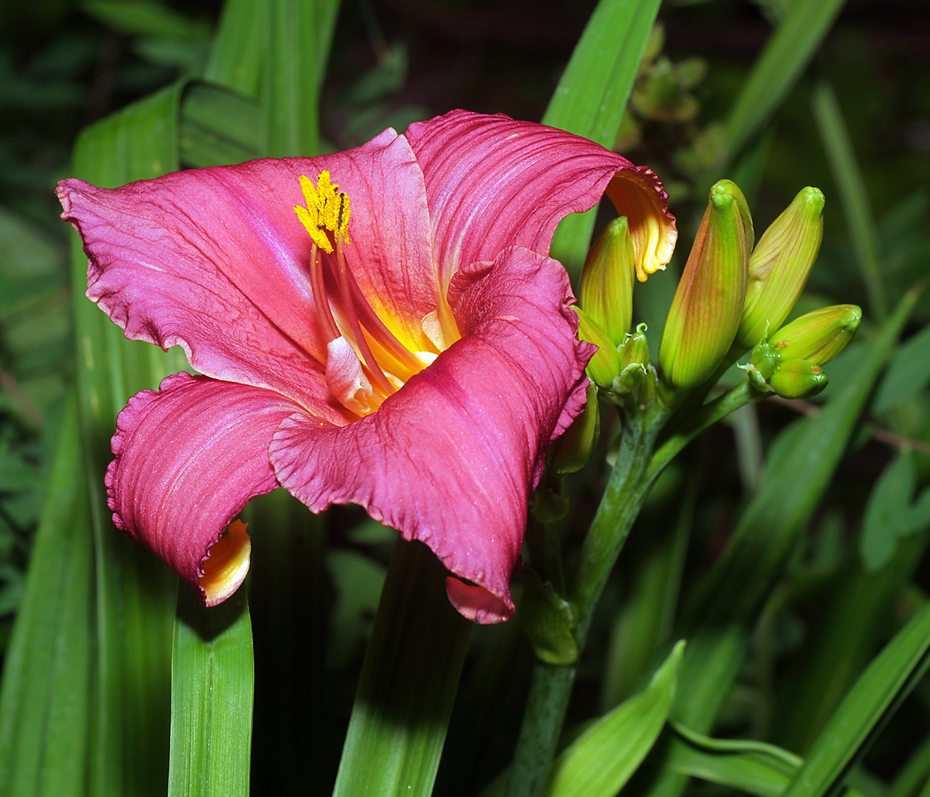 Изображение особи Hemerocallis &times; hybrida.