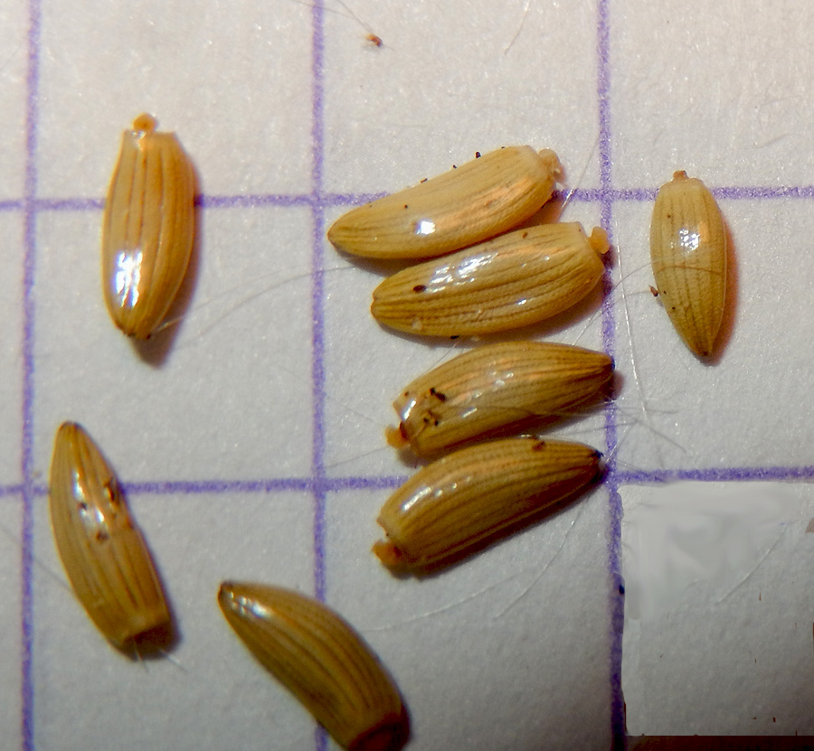 Image of Carduus hamulosus specimen.