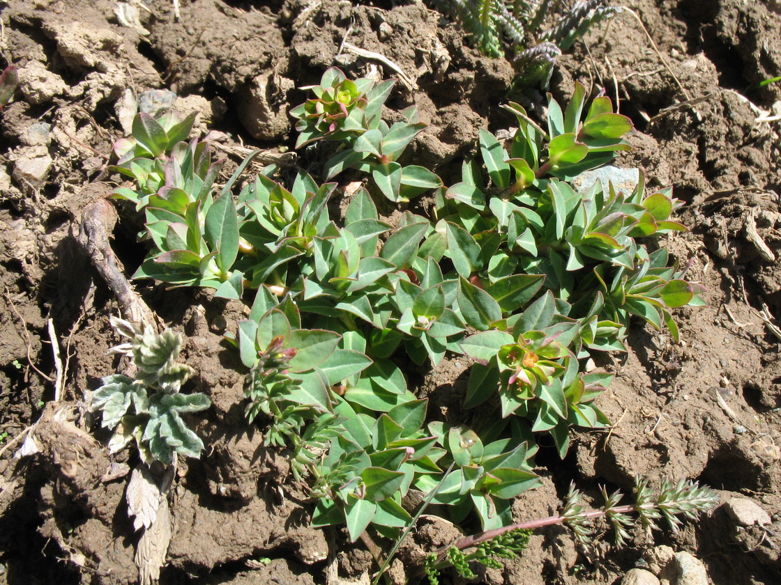 Изображение особи Euphorbia alatavica.