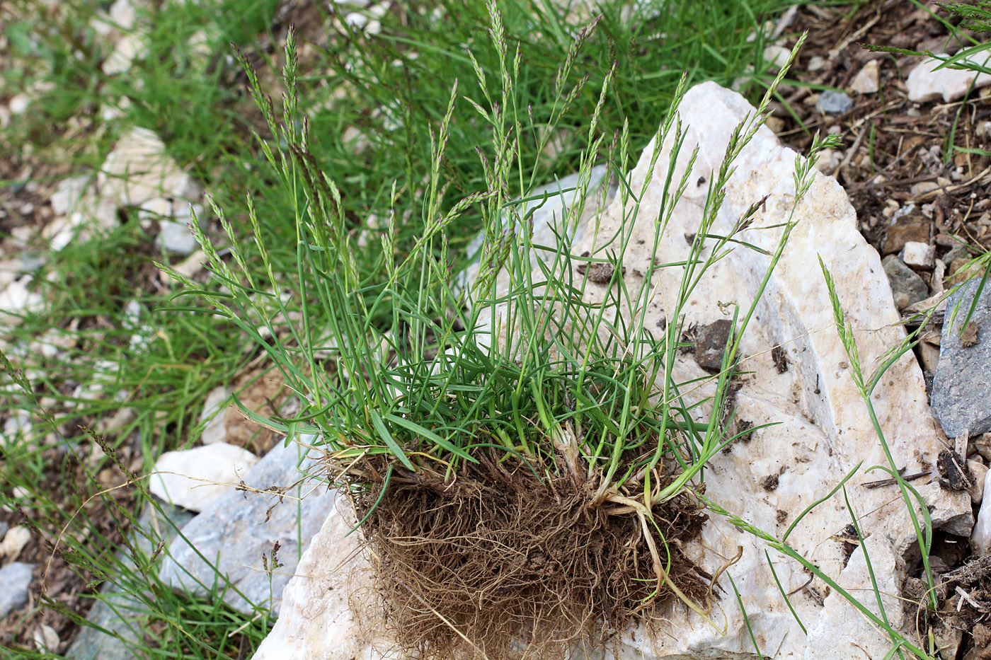 Image of Puccinellia subspicata specimen.