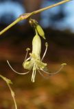 Silene saxatilis