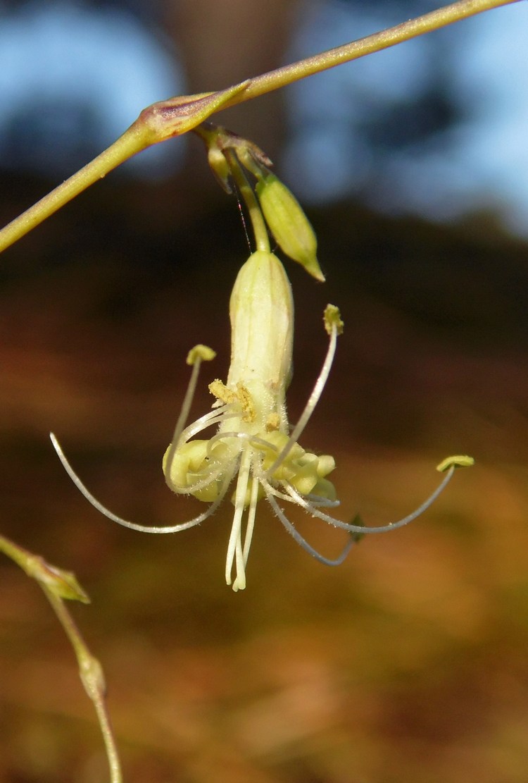 Image of Silene saxatilis specimen.