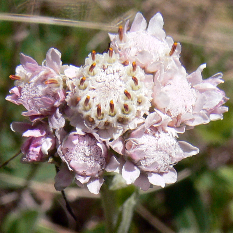 Image of Antennaria dioica specimen.