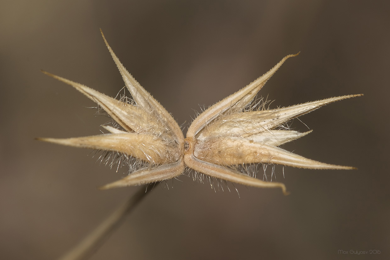Image of Eremopyrum orientale specimen.