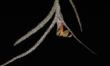 Tillandsia usneoides