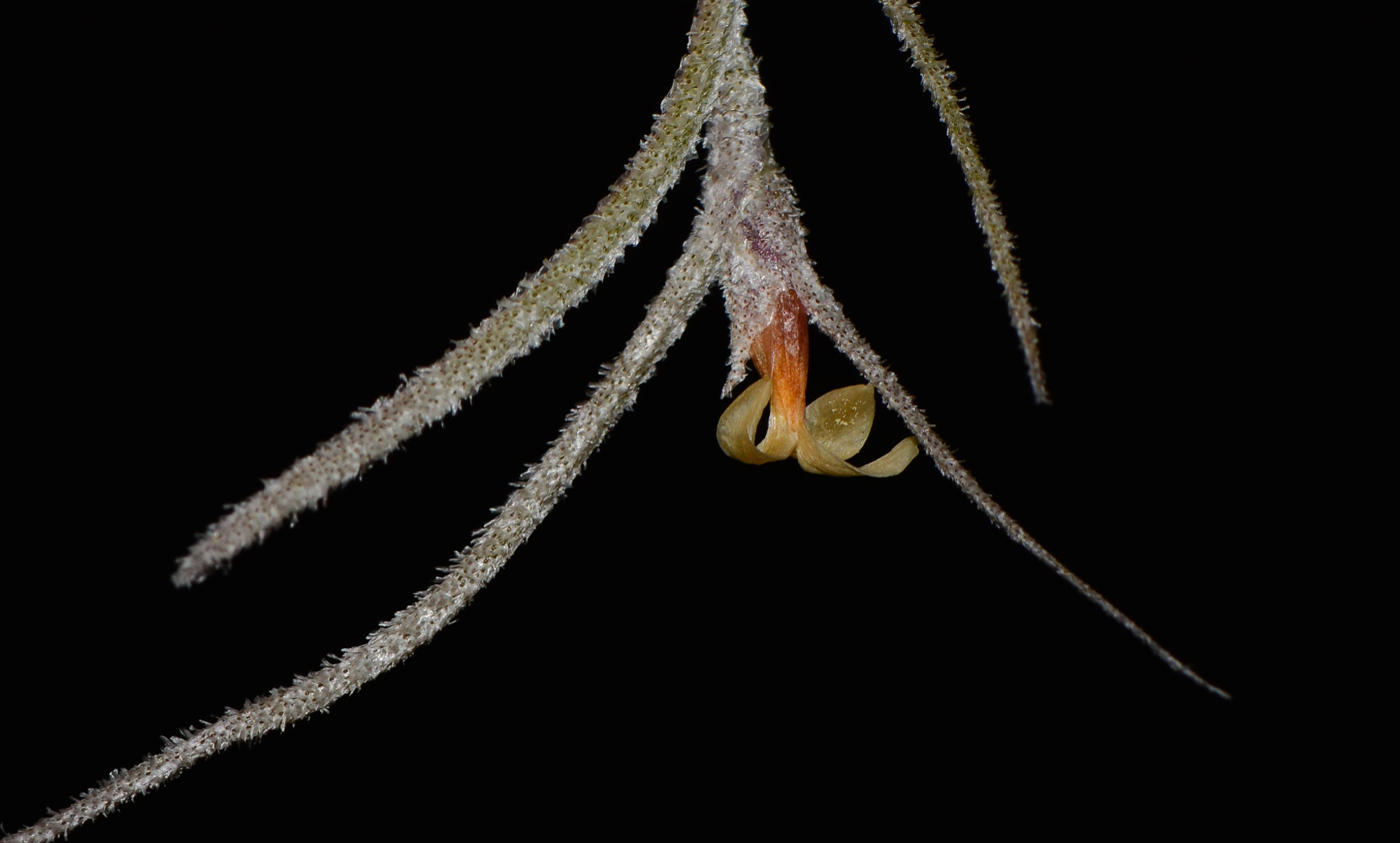 Image of Tillandsia usneoides specimen.