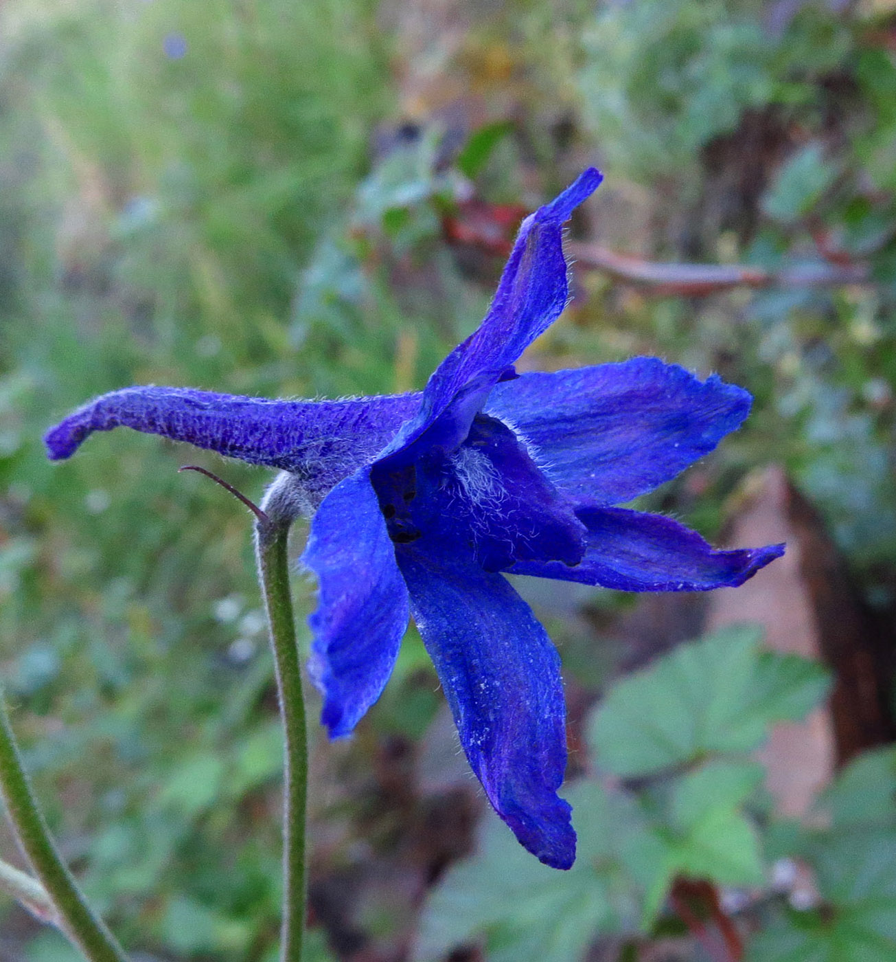 Image of Delphinium chamissonis specimen.