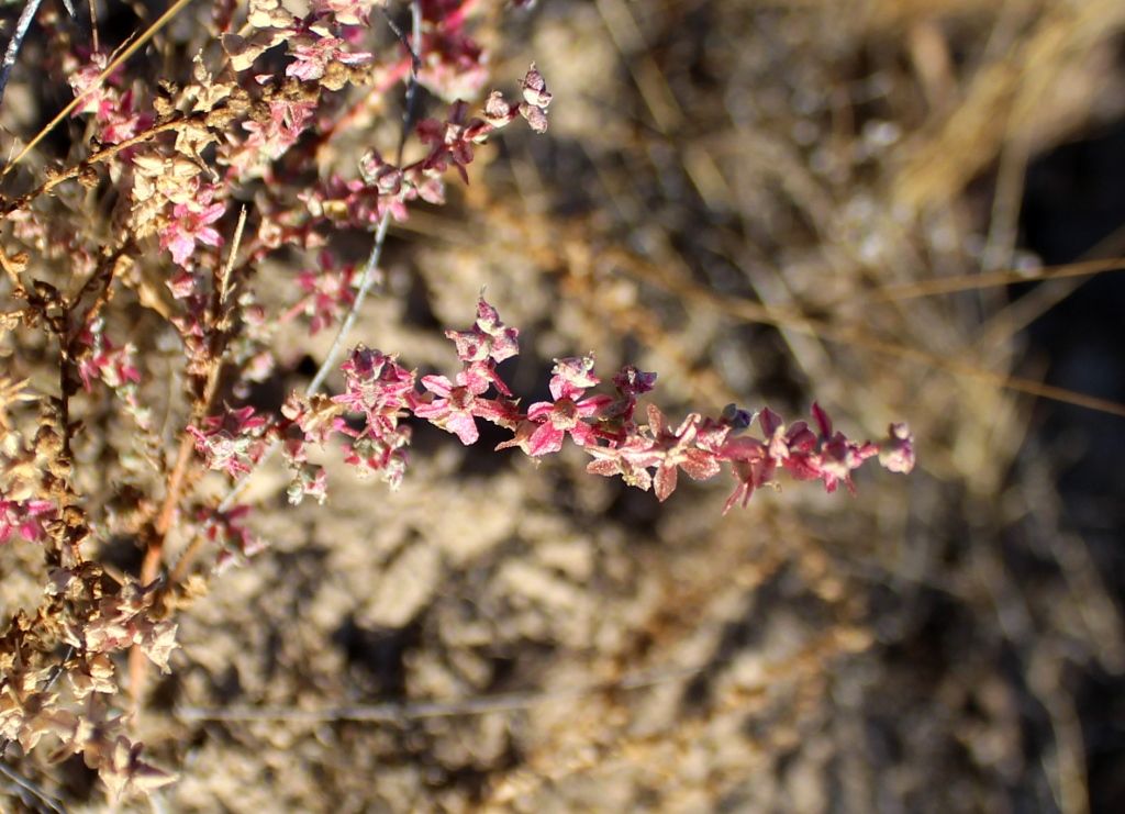 Image of Salsola leptoclada specimen.