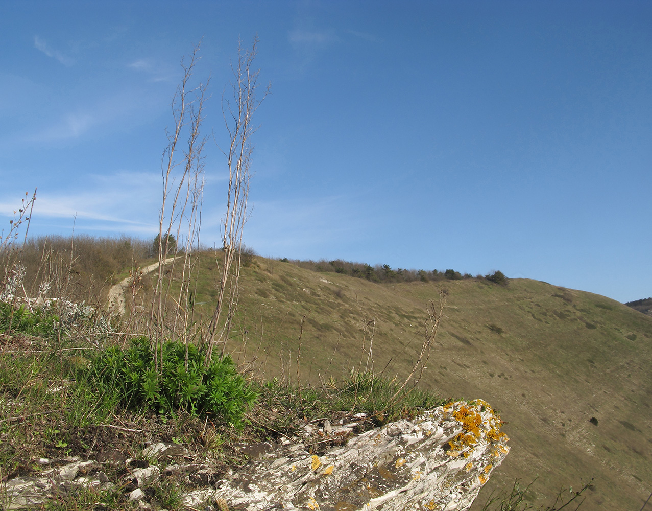 Image of Galium verum specimen.