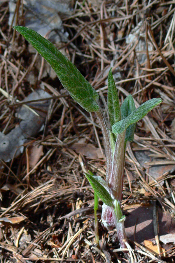 Image of Saussurea controversa specimen.