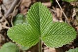 Fragaria moschata. Лист. Ленинградская обл., Всеволожский р-н, окр. пос. Куйвози, зарастающее осушенное болото. 15.05.2016.