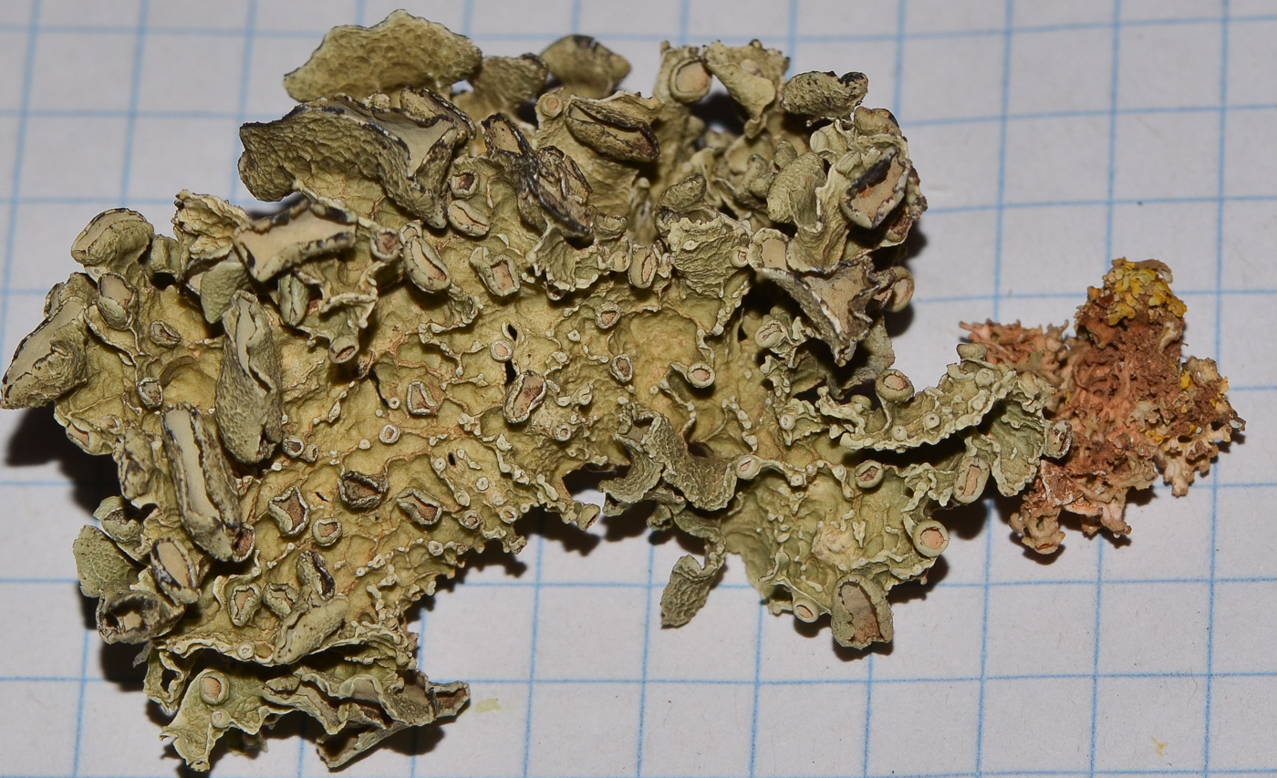 Image of genus Lobaria specimen.