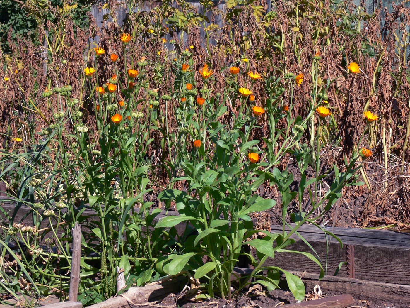 Image of Calendula officinalis specimen.