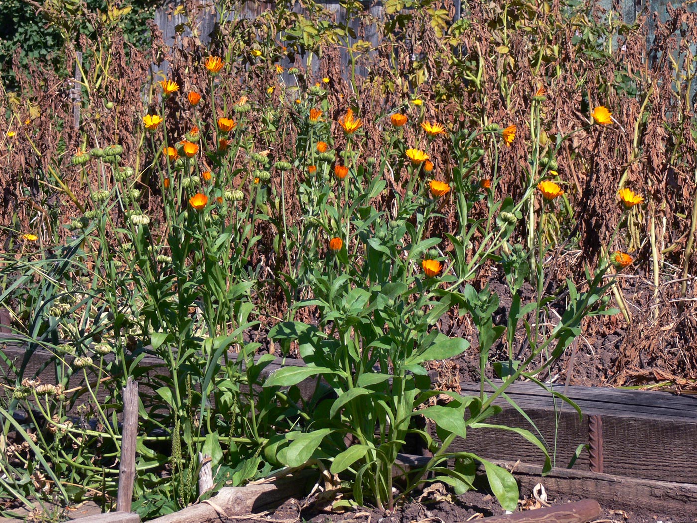 Изображение особи Calendula officinalis.