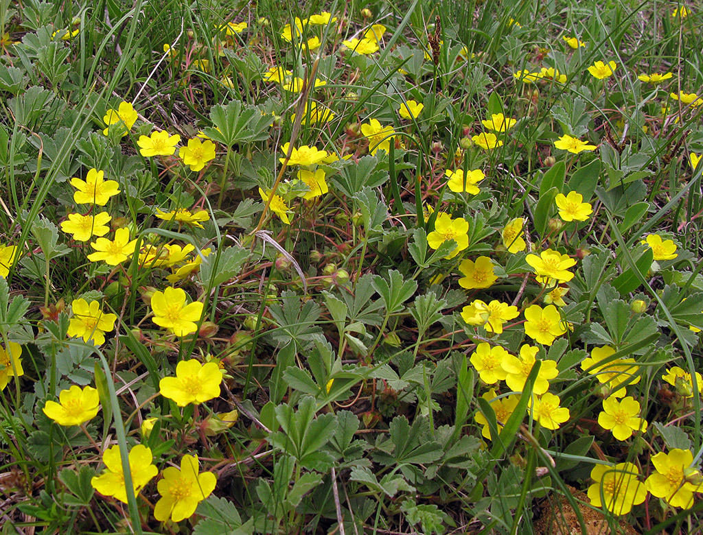 Image of Potentilla incana specimen.