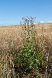 Cirsium arvense