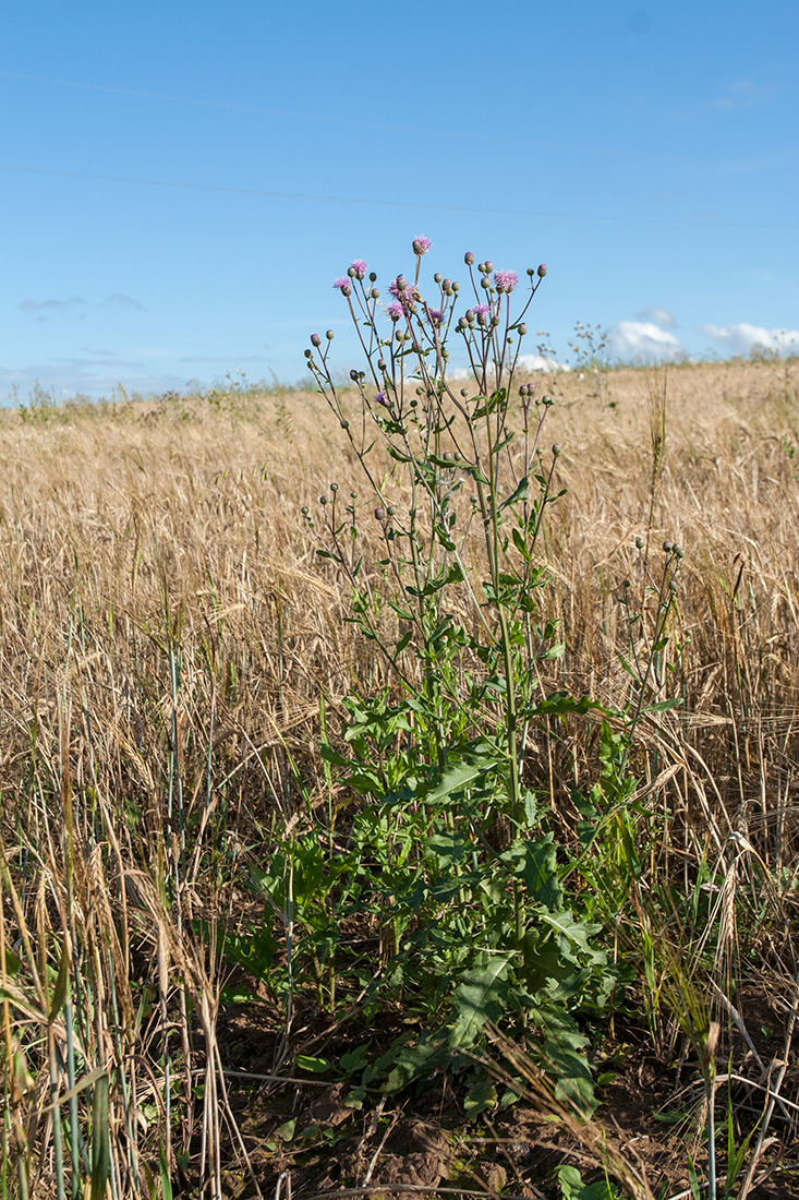 Image of Cirsium arvense specimen.